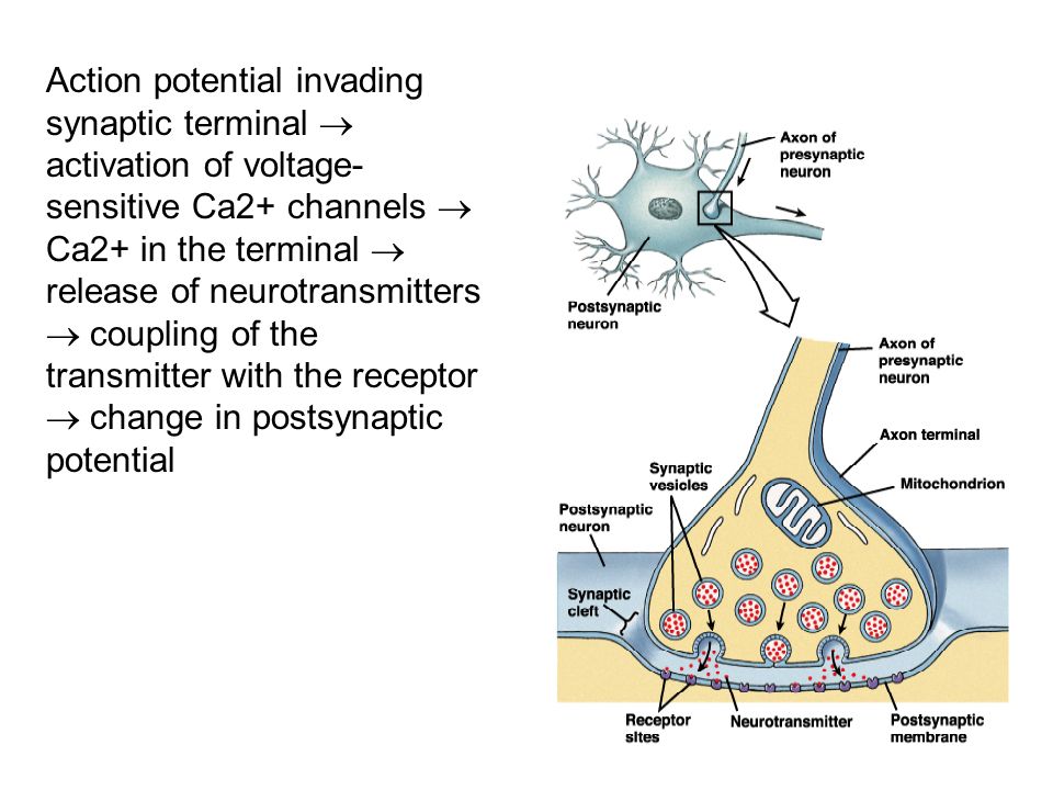 Voltage-gated ion channel